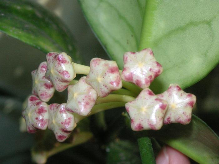 Hoya lobbii 2 - HOYA