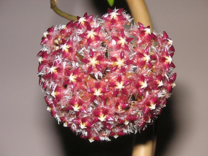 Hoya mindorensis; Colectia Cornelia
