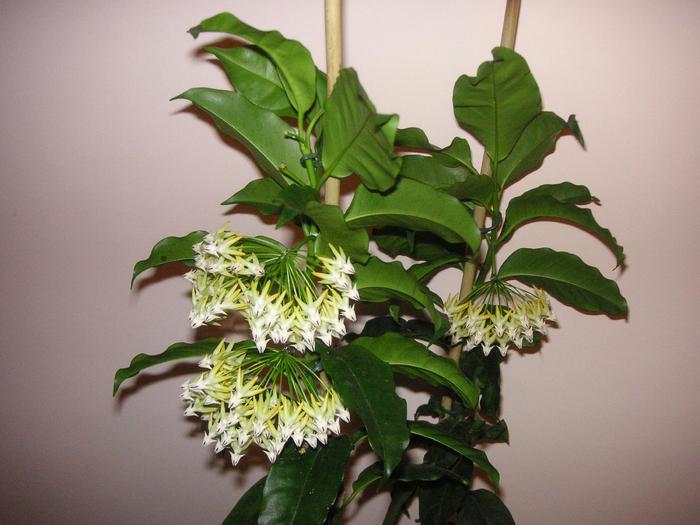 Hoya multiflora - HOYA