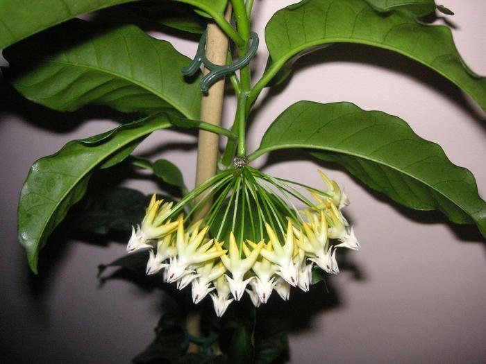 Hoya multiflora 2; Colectia Cornelia
