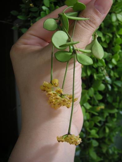 Hoya picta; Colectia Cornelia
