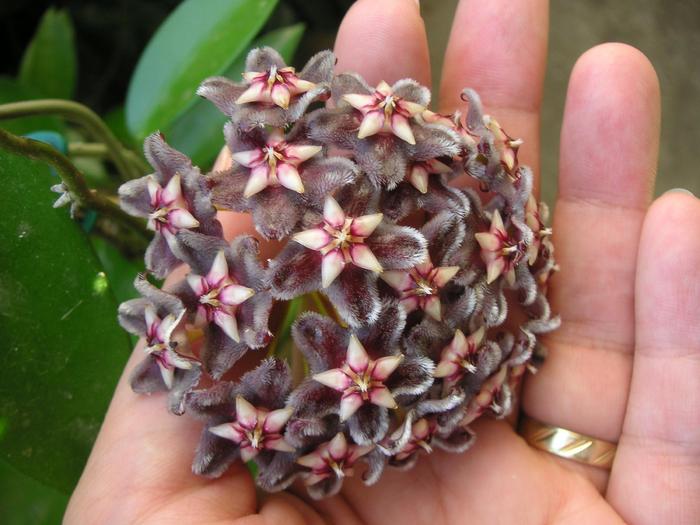 Hoya pubicalyx cv HSI037; Colectia Cornelia
