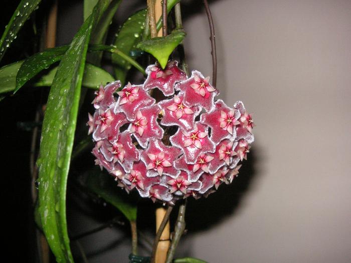Hoya publicalyx Silver Pink; Colectia Cornelia

