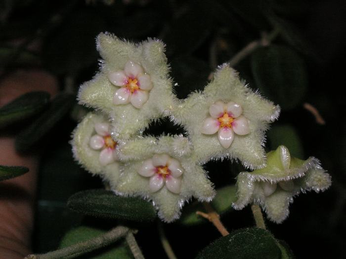 Hoya serpens; Colectia Cornelia
