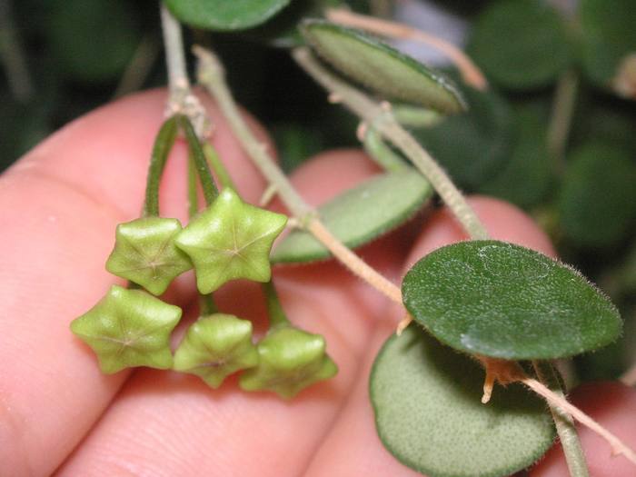 Hoya serpens 2; Colectia Cornelia
