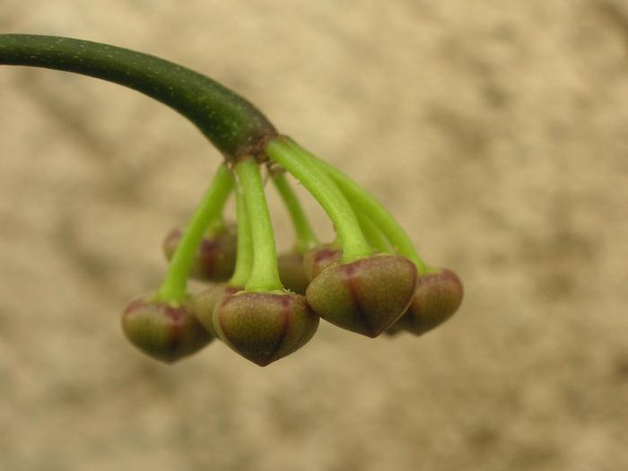 Hoya wayetii 2; Colectia Cornelia
