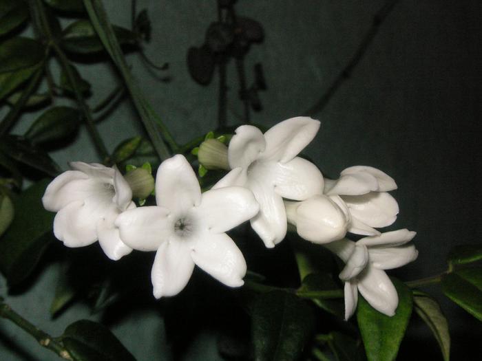 Stephanotis; Colectia Cornelia
