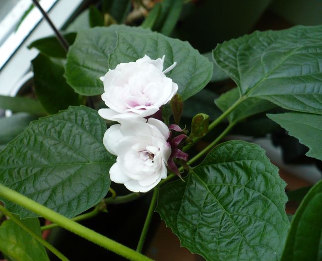 1 dec - Clerodendron 2010