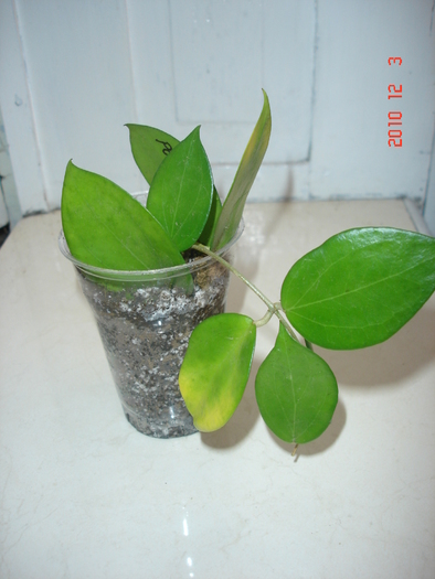 3.12.2010 - Hoya Pottsii