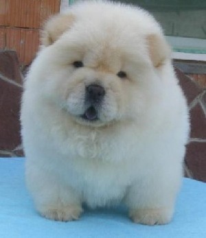 chow chow - adopta un catel