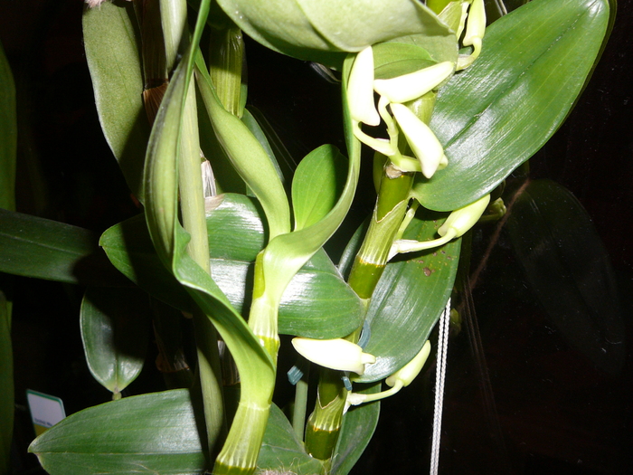 Boboci noi la dendrobium; Boboci noi la dendrobium

