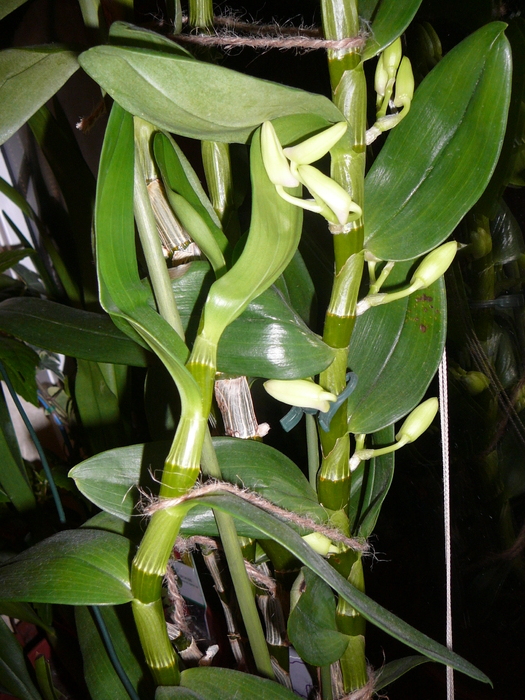 Boboci noi la dendrobium; Boboci noi la dendrobium
