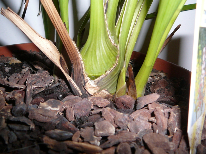 Tija cymbidium; Tija cymbidium
