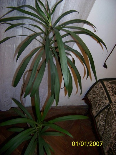 100_4589 - Cordyline stricta