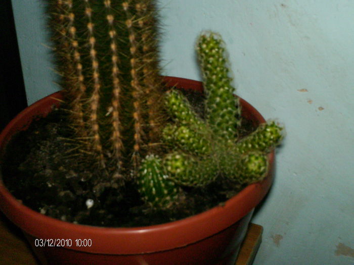 dec 014 - cactusii lui Paul