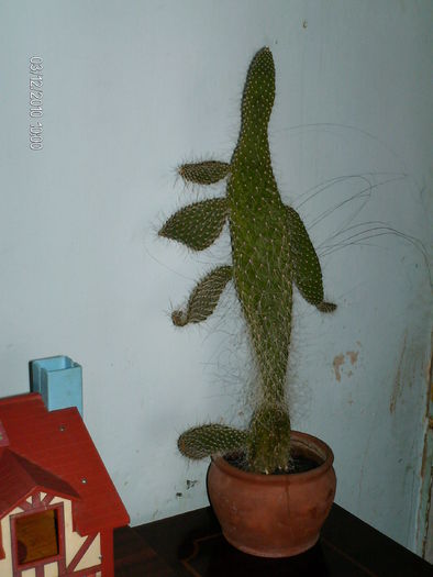 dec 015 - cactusii lui Paul
