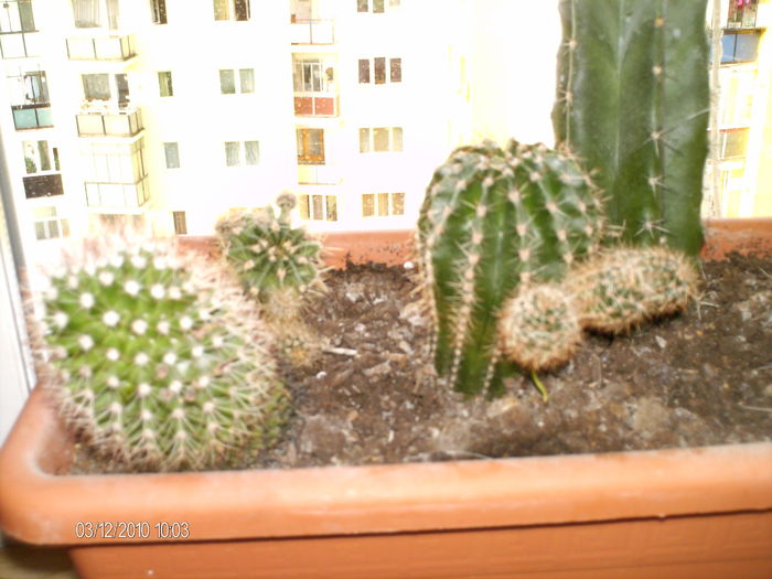 dec 021 - cactusii lui Paul