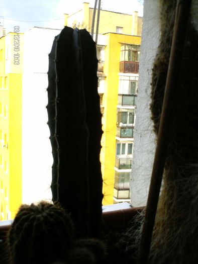 dec 023 - cactusii lui Paul