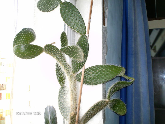 dec 024 - cactusii lui Paul