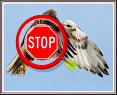 stop-vanatoare-300x244[1] - I dusmani porumbeiilor