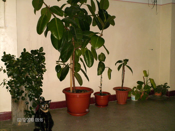 ghivecele mele la iernat in casa scarii..