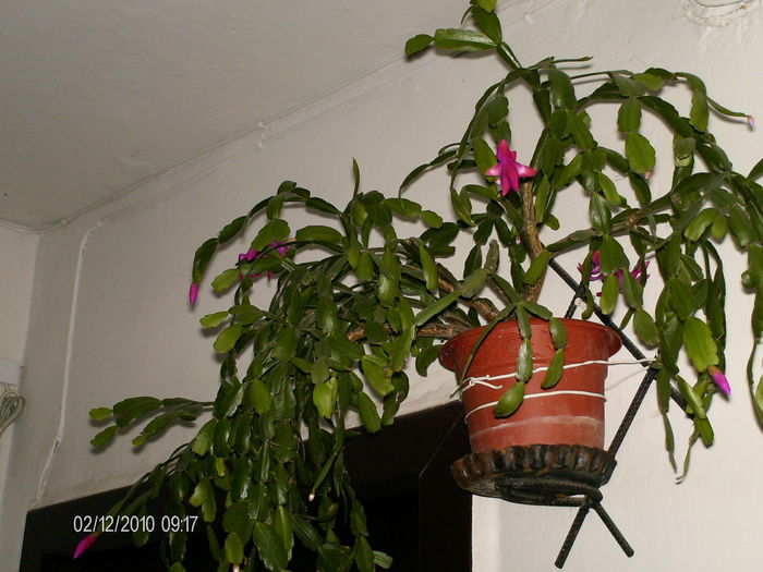 este  a vecinei...dar infloreste