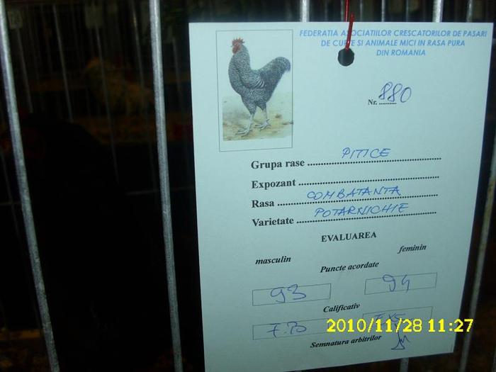 punctajul obtinut de combatantele pitice
