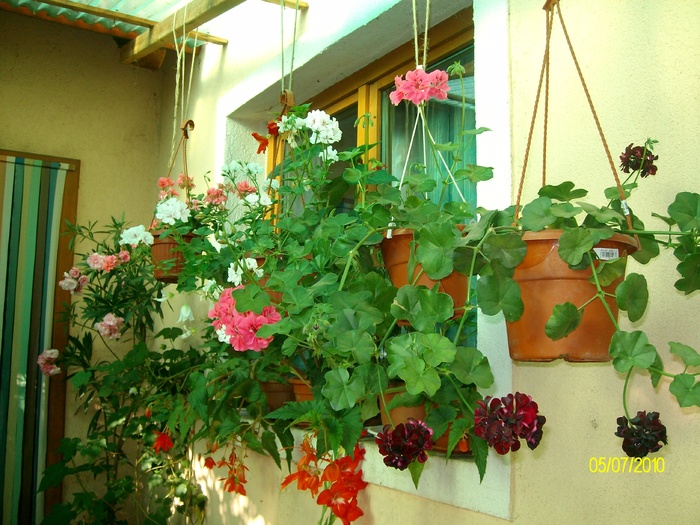 SANY0384 - flori iulie