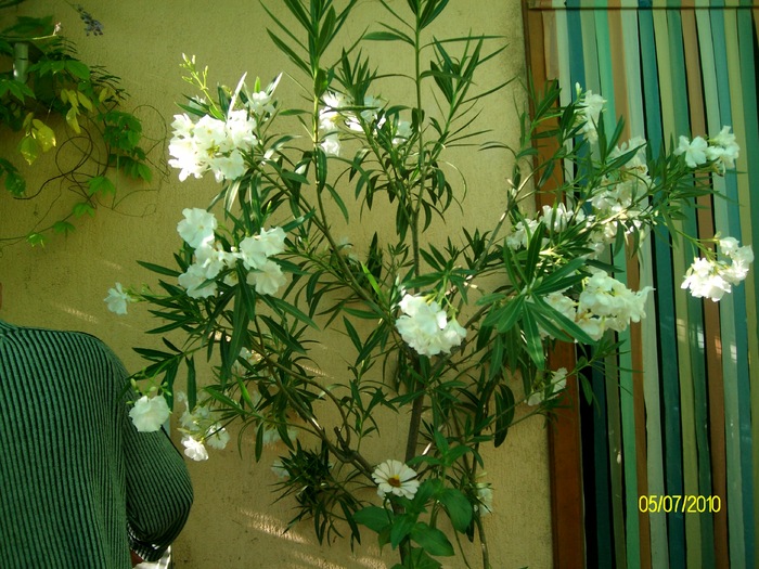 SANY0385 - flori iulie