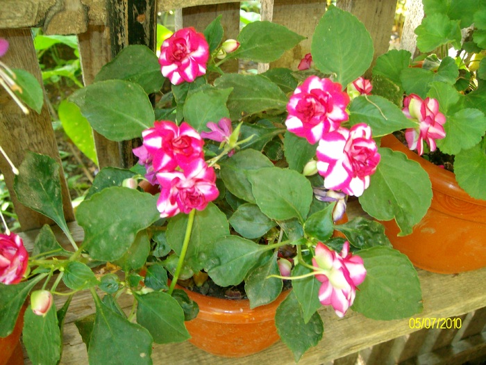SANY0387 - flori iulie