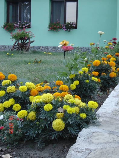 DSC03884 - florile din jurul casei
