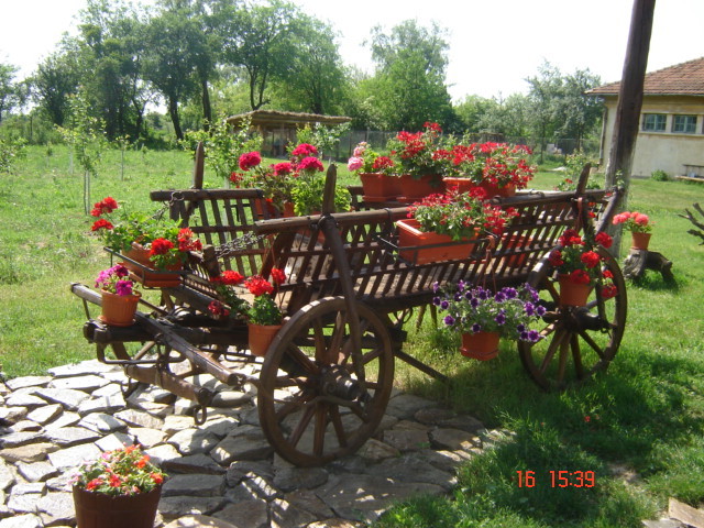 DSC05922 - florile din jurul casei