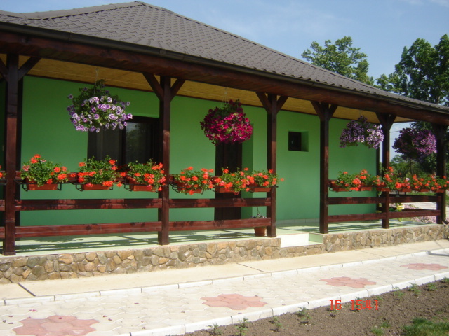 DSC05926 - florile din jurul casei