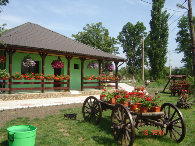 DSC05927 - florile din jurul casei