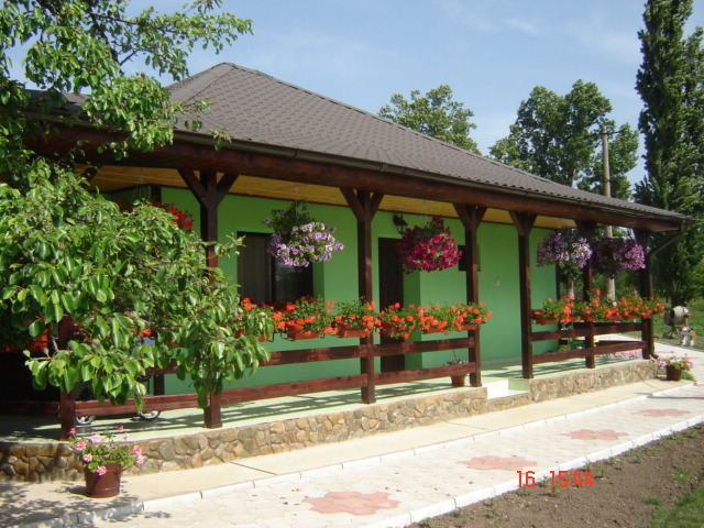 DSC05934 - florile din jurul casei