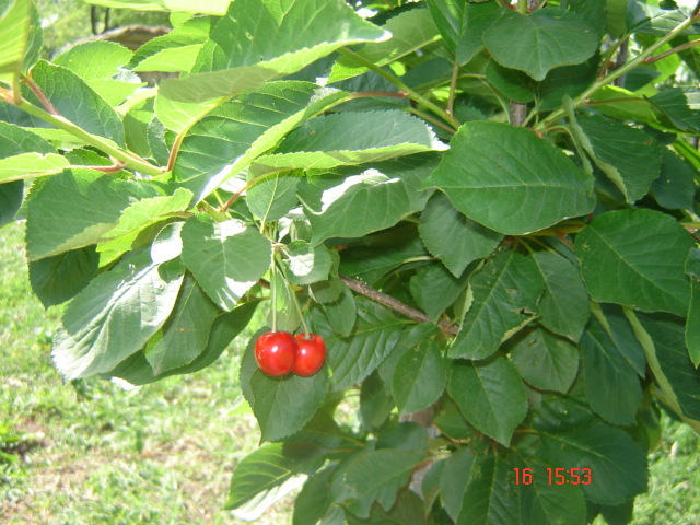 DSC05964