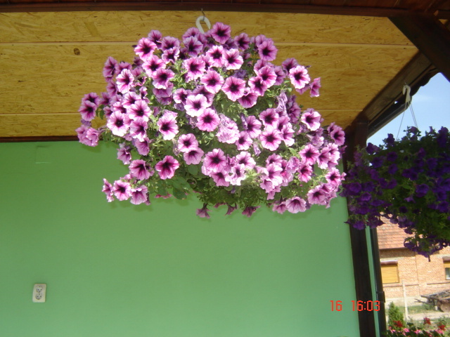 DSC06008 - florile din jurul casei