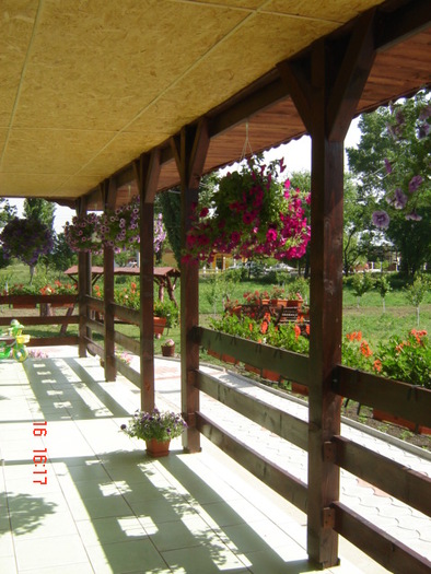 DSC06061 - florile din jurul casei