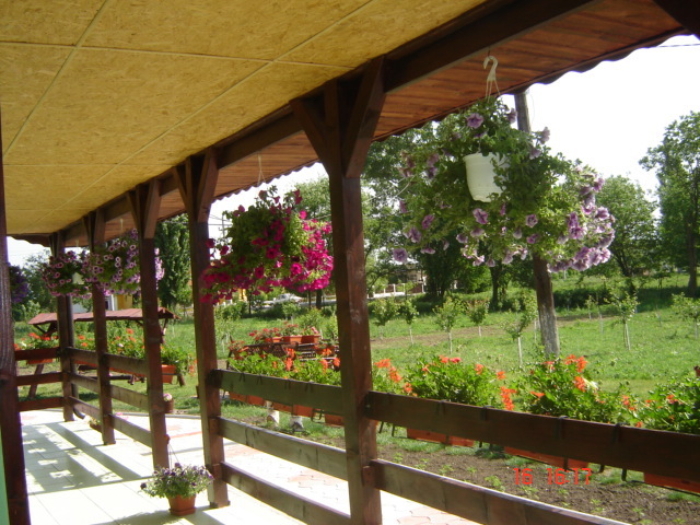DSC06062 - florile din jurul casei