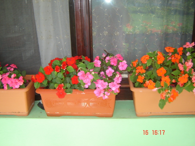 DSC06064 - florile din jurul casei