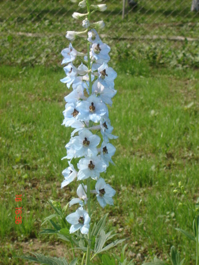 DSC06088 - florile din jurul casei