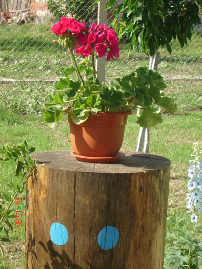 DSC06089 - florile din jurul casei