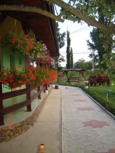 DSC06243 - florile din jurul casei