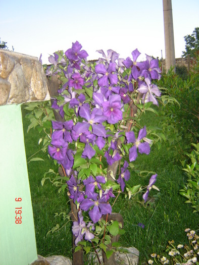 DSC06245 - florile din jurul casei