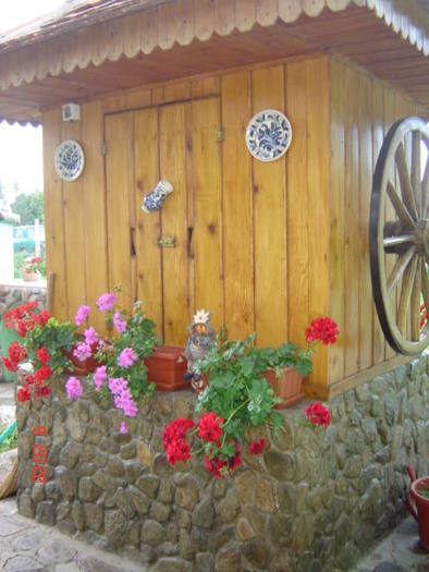DSC06247 - florile din jurul casei