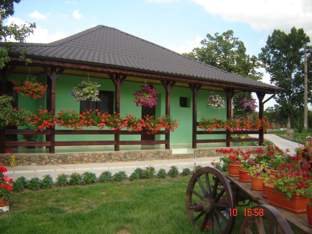 DSC06296 - florile din jurul casei