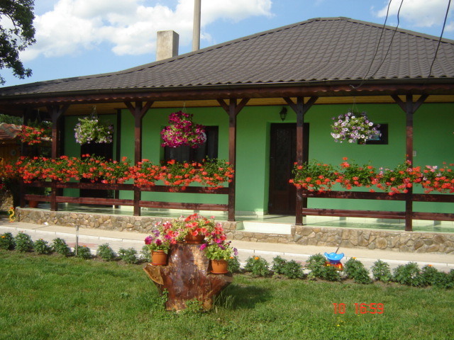 DSC06302 - florile din jurul casei
