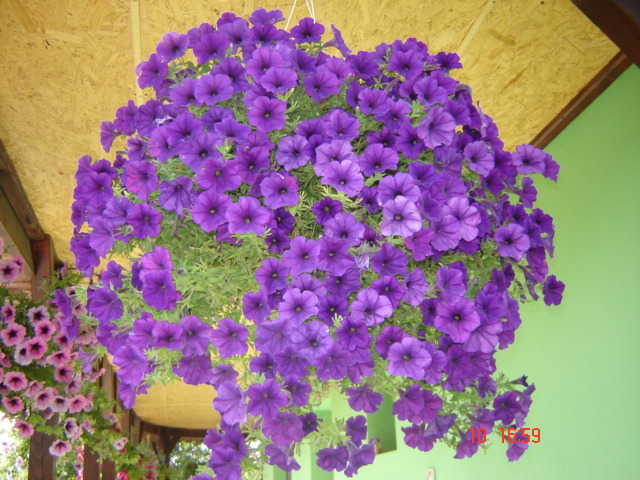 DSC06303 - florile din jurul casei