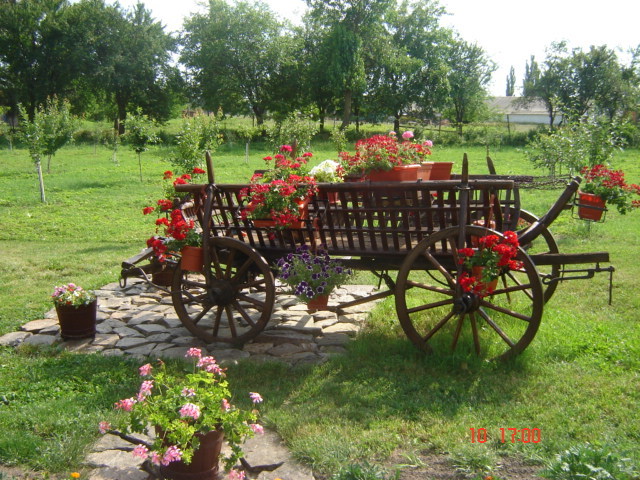 DSC06304 - florile din jurul casei