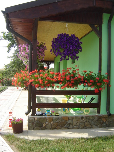 DSC06305 - florile din jurul casei